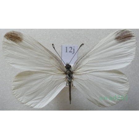 Leptidea sinapis (Linnaeus, 1758) male Wietek gorczycznik Czech12j